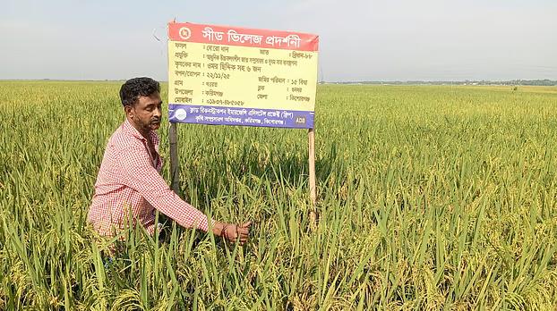 ব্রি-ধান ৮৮ বীজে মিশ্রণ, দুশ্চিন্তায় কৃষক